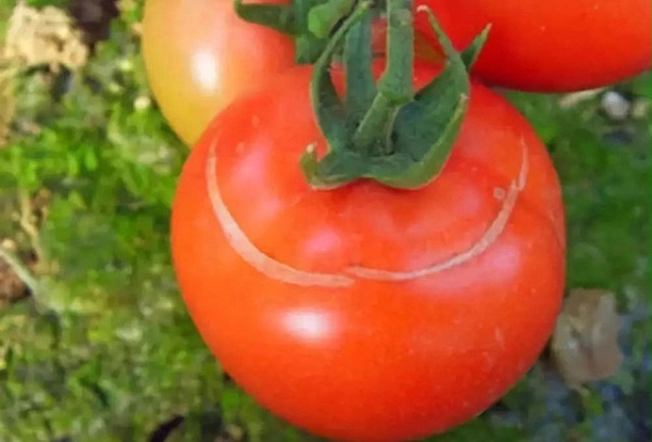 番茄果实裂纹图片