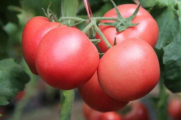 番茄果实图片