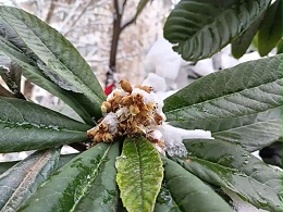 冬季枇杷防冻保花保果措施