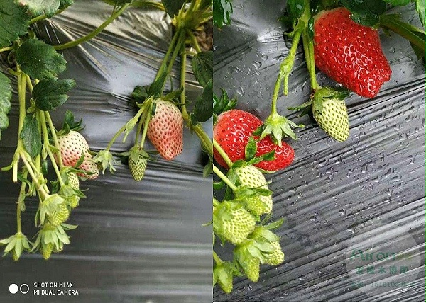 草莓肥料
