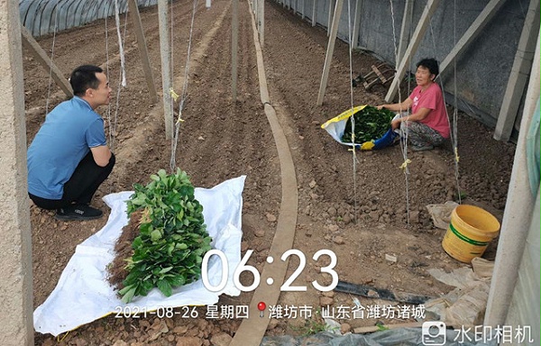 草莓定植后的田间管理