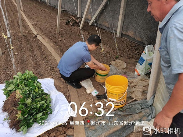 草莓定植后的田间管理