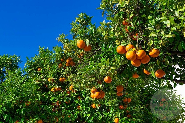 柑橘留树采摘后,产量