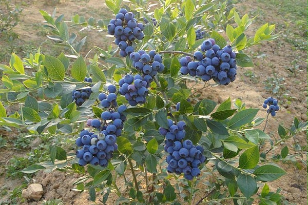 蓝莓施什么肥料最好